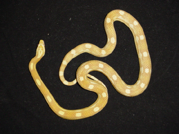  Pantherophis Guttatus Butter Motley ID = 