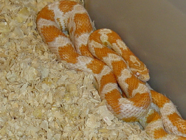  Pantherophis Guttatus Candycane ID = 