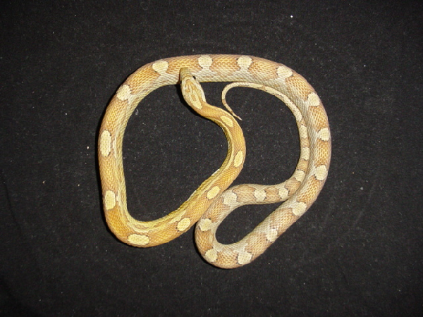  Pantherophis Guttatus Caramel Motley ID = 