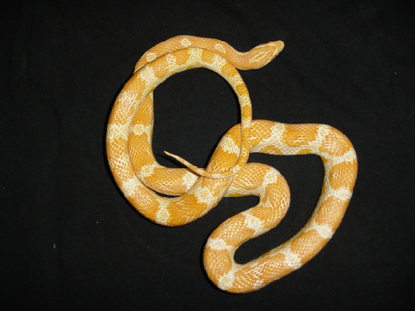  Pantherophis Guttatus Creamsicle ID = 