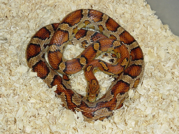  Pantherophis Guttatus Classic ( Het. Snowmotley & Het.Snowstripe) ID = 