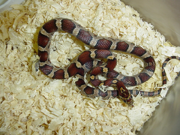  Pantherophis Guttatus Classic het. Lavender ID = 