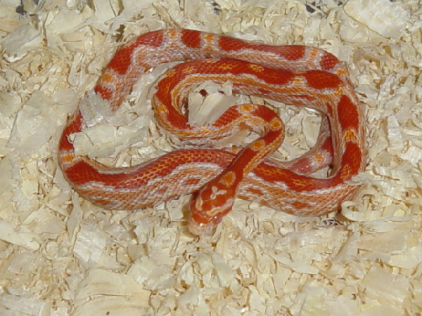  Pantherophis Guttatus Fluorescent Orange ( Normale & Zig Zag) ID = 