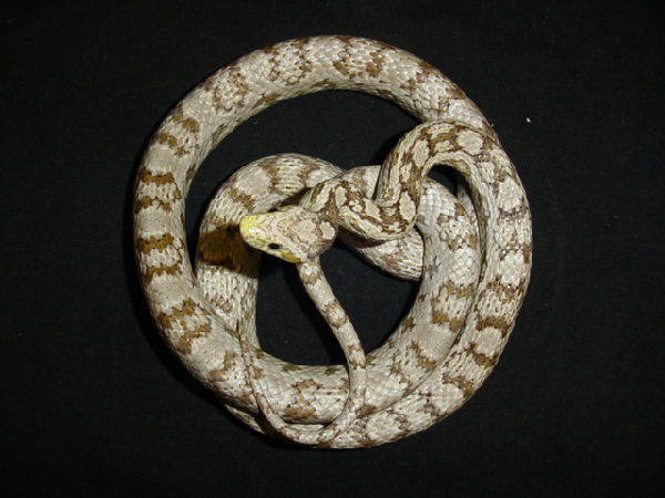  Pantherophis Guttatus Ghost ID = 