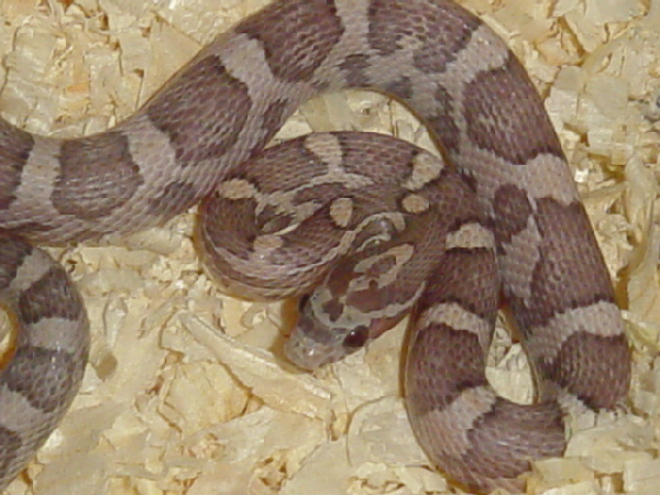  Pantherophis Guttatus Lavender ID = 