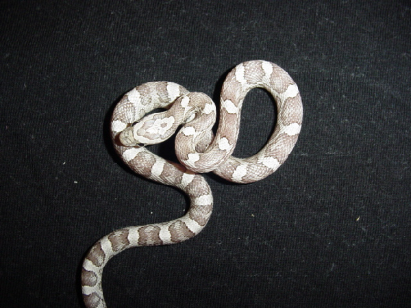  Pantherophis Guttatus Silver Queen Ghost ID = 