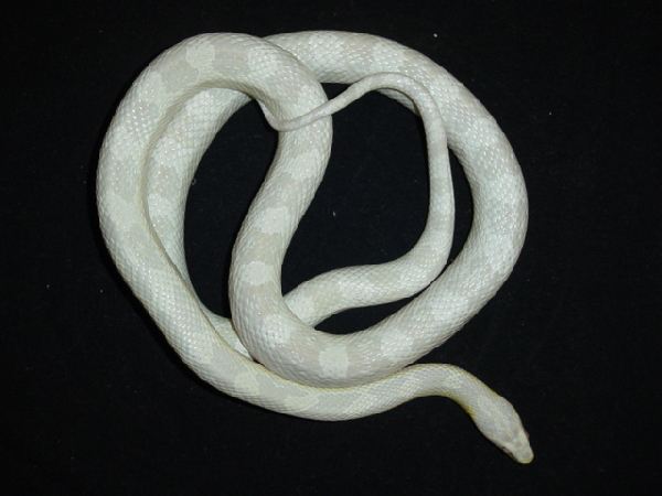  Pantherophis Guttatus Snowcorn ( Het.Motley & Het.Stripe) ID = 