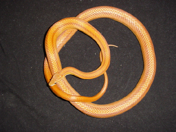  Pantherophis Guttatus Stripe ID = 