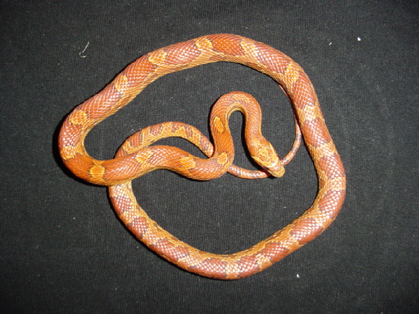  Pantherophis Guttatus Sunkissed ( Hypo Okeetee) ID = 