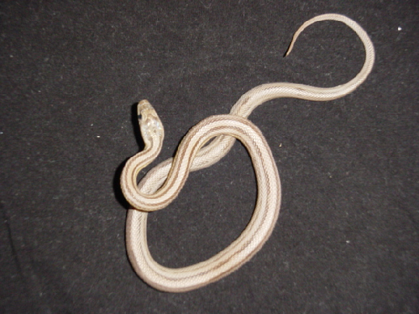  Pantherophis Guttatus Amelanistic Stripe ID = 