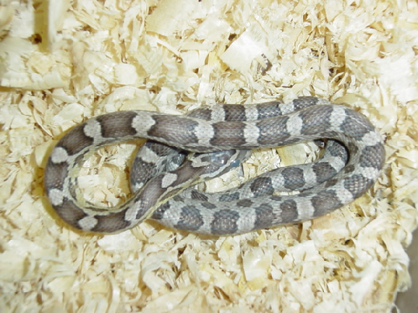  Pantherophis Guttatus Anerythristic ( Het Motley & Het Stripe ) ID = 