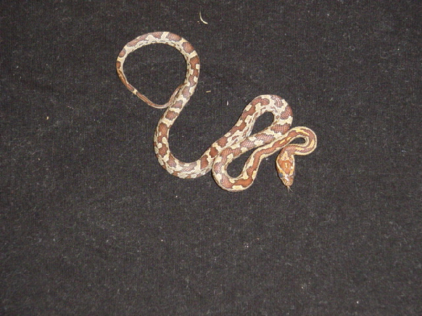  Pantherophis Guttatus Aztec ID = 