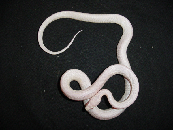  Pantherophis Guttatus Blizzard ID = 