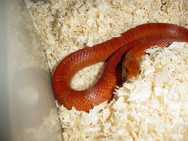  Pantherophis Guttatus Bloodred ID = 