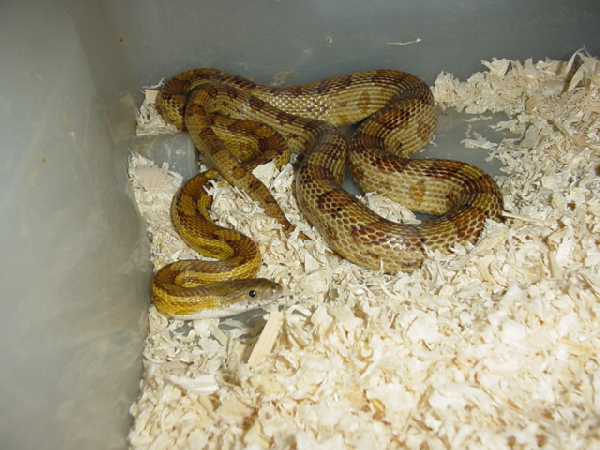  Pantherophis Guttatus Caramel ID = 