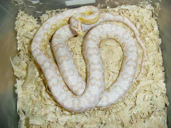  Pantherophis Guttatus Coral Snow ID = 