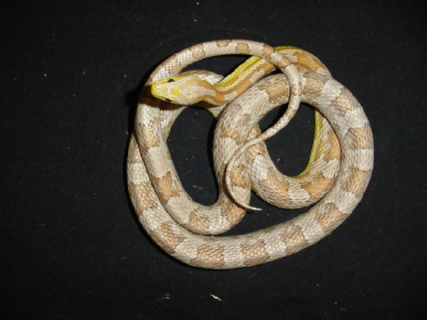  Pantherophis Guttatus Ghost ID = 