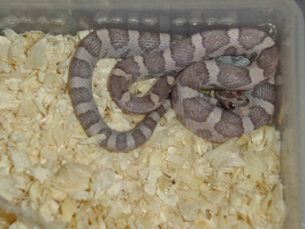  Pantherophis Guttatus Lavender ID = 