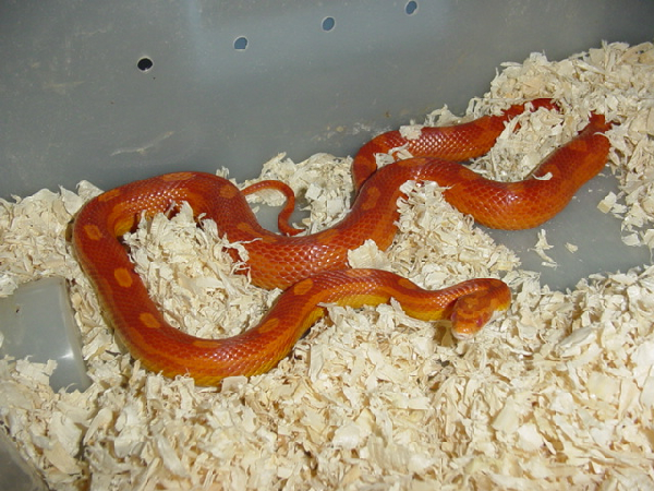  Pantherophis Guttatus Sunglow Motley ID = 