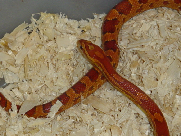  Pantherophis Guttatus Sunkissed ( Hypo Okeetee) ID = 