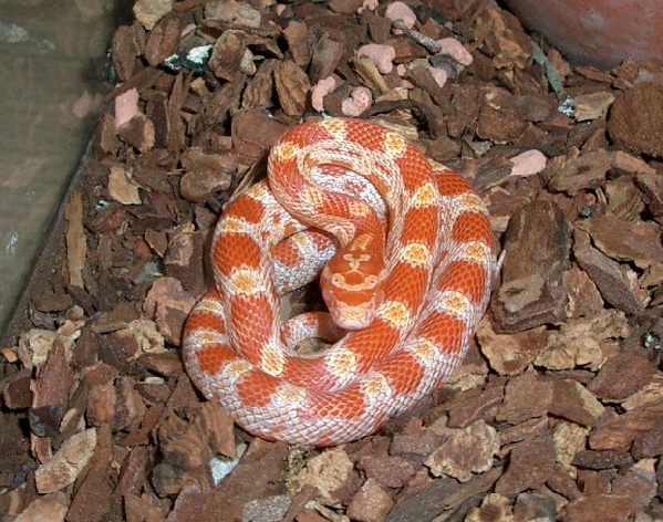  Pantherophis guttatus ID = 