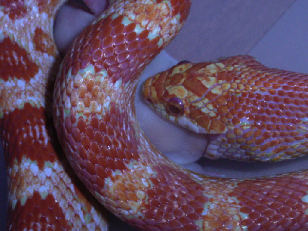  Pantherophis guttata ID = 