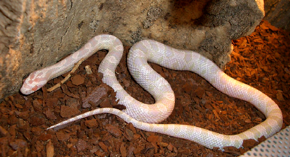  Pantherophis guttatus ID = 