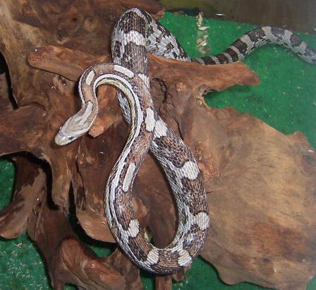  Pantherophis Guttatus ID = 