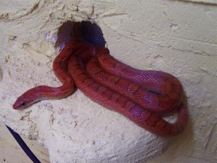  Pantherophis Guttatus ID = 