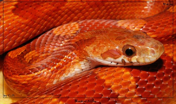  Pantherophis guttatus ID = 