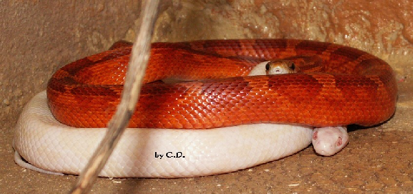  Pantherophis guttatus ID = 