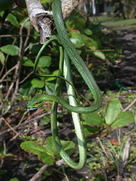  Leptophis ahaetulla ID = 