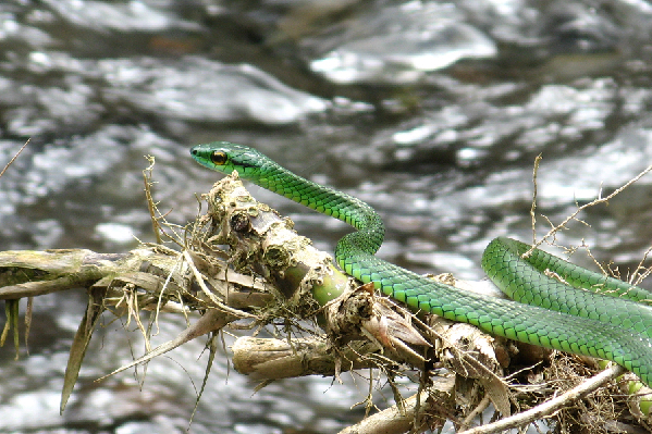  Leptophis depressirostris ID = 