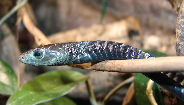  Thrasops jacksonii ID = 