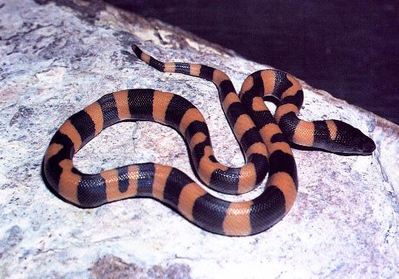  Bothrochilus boa ID = 