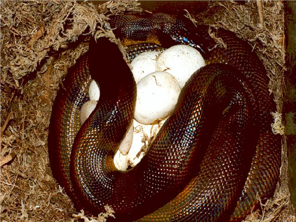  Liasis Bothrochilus - Bismarckpythons ID = 