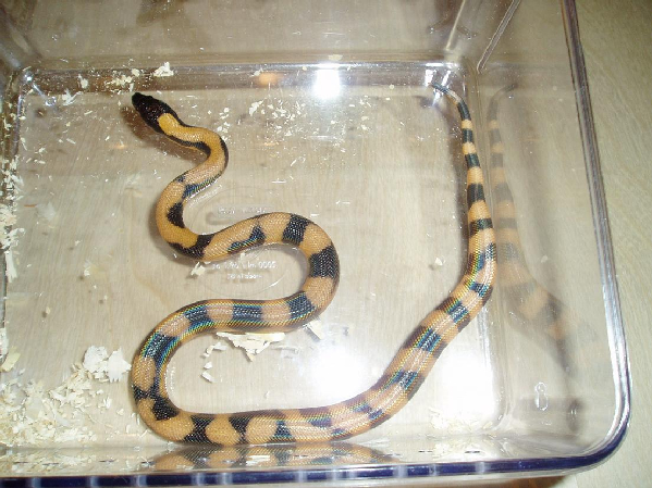  botrochilus boa ID = 