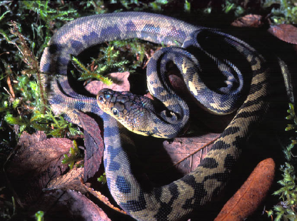  Python timorensis ID = 