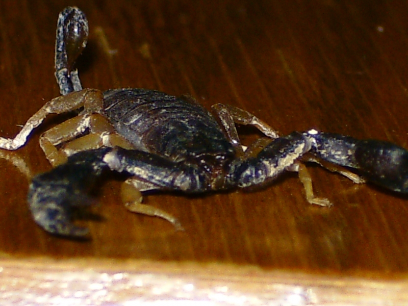  Euscorpius italicus ID = 