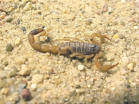  Mesabuthus spec. ID = 