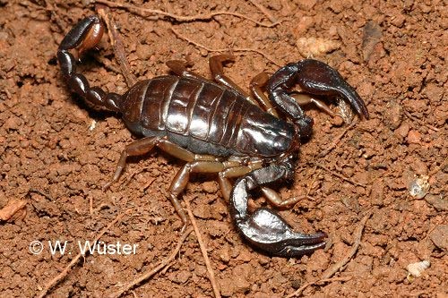  Euscorpius sp ID = 