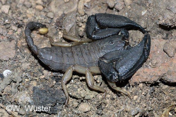  Liocheles waigiensis ID = 