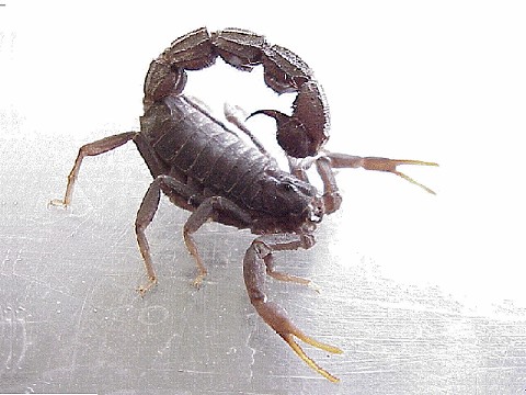  Parabuthus transvalicus ID = 