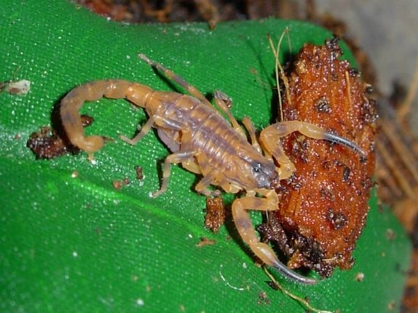  Tityus spec. ID = 