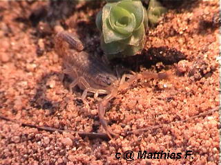  Pandinus imperator ID = 