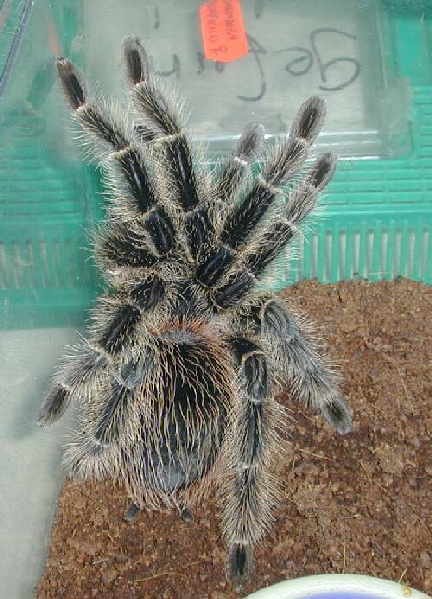  Lasiodora difficilis ID = 