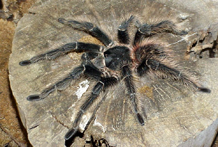  Lasiodora parahybana ID = 