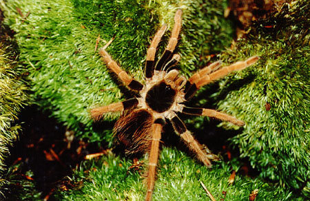  Megaphobema robustum ID = 