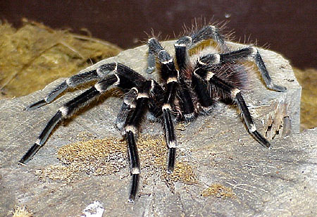  Acanthoscurria geniculata ID = 