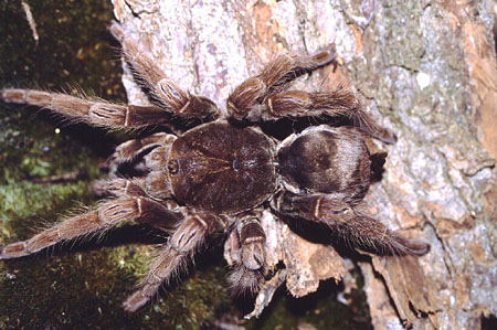  Pamphobeteus ornatus ID = 